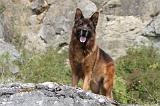 BERGER ALLEMAND 130
